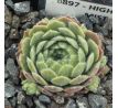 Sempervivum HIGHLAND MIST