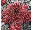 Sempervivum HOCUS POCUS