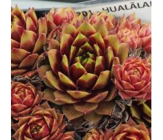 Sempervivum HUALĀLAI