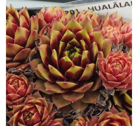 Sempervivum HUALĀLAI