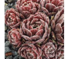 Sempervivum ICE BERRY