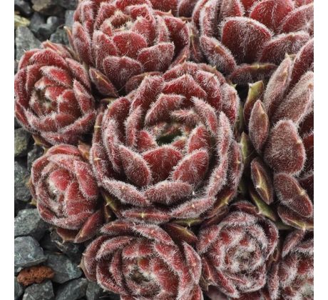 Sempervivum ICE BERRY