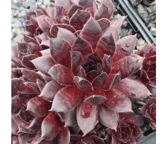 Sempervivum INTENSITY