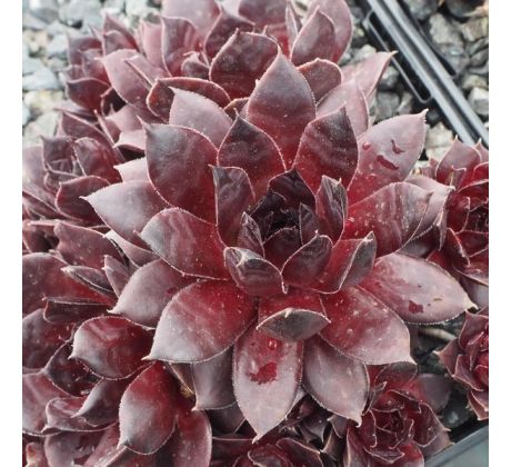 Sempervivum INTENSITY