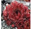 Sempervivum IRMINE