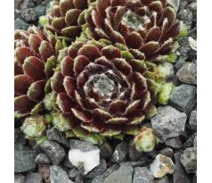 Sempervivum JANUS