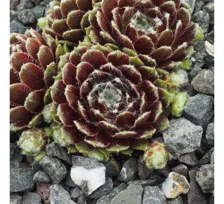 Sempervivum JANUS