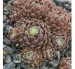 Sempervivum JIM KNOPF