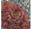 Sempervivum JIMMY