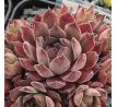 Sempervivum KARIN