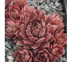 Sempervivum KIP