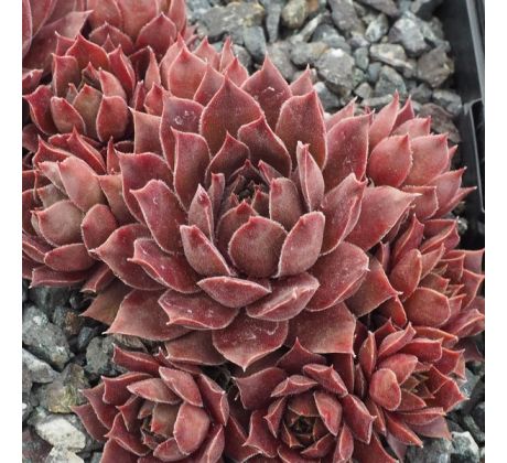 Sempervivum KIP