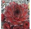 Sempervivum KRAFLA