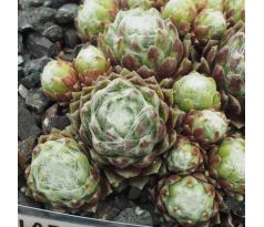 Sempervivum KUGELBLITZ