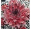 Sempervivum LAUNCELOT