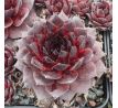 Sempervivum LEOPOLD