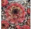 Sempervivum LIESBETH