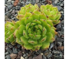 Sempervivum LIMONELLA