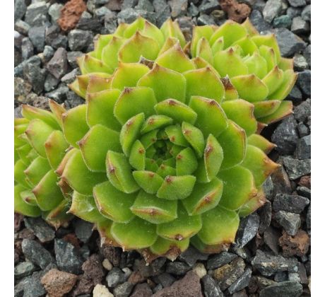 Sempervivum LIMONELLA