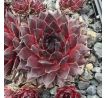 Sempervivum MAJANKA