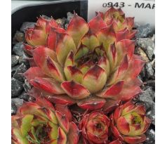 Sempervivum MARISKA