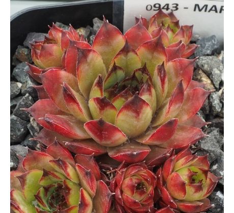 Sempervivum MARISKA