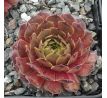 Sempervivum MARY FRANCES