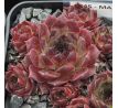 Sempervivum MARY-BETH