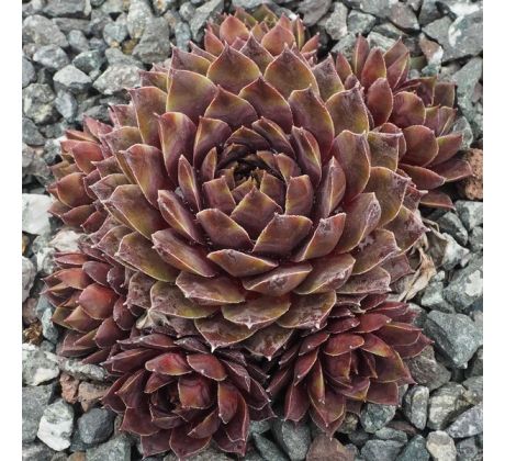 Sempervivum MAY RED