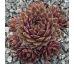 Sempervivum MAY RED