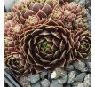 Sempervivum MAYTIME