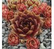 Sempervivum MECKI