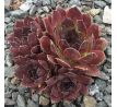 Sempervivum MONASES