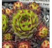 Sempervivum MONDSTEIN - grüner typ