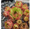 Sempervivum MUSAN CHA