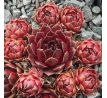 Sempervivum NIGHT DETECTOR