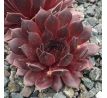 Sempervivum NIGHT HAWK