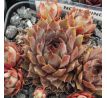 Sempervivum NORDWIND