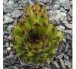 Sempervivum NOVALIS