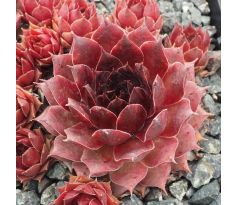 Sempervivum ORANGE ERUPTION