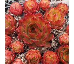 Sempervivum ORANGE GLOW