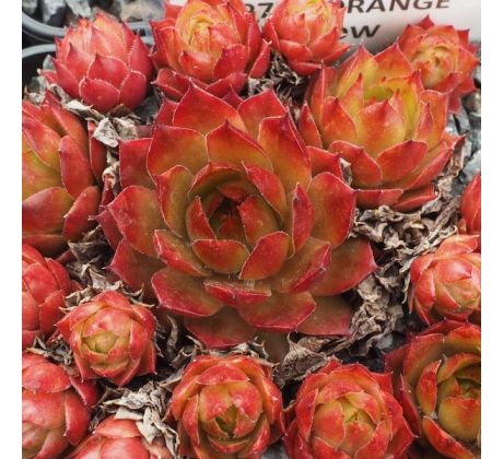 Sempervivum ORANGE GLOW