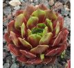 Sempervivum ORION