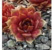 Sempervivum ORMATE