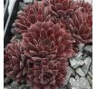 Sempervivum PACIFIC RED TIDE