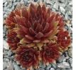 Sempervivum PACIFIC SECOND TRY