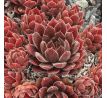 Sempervivum PACIFIC SEXY