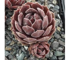 Sempervivum PACIFIC SPRING FROST