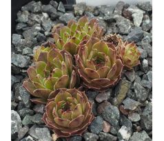 Sempervivum PAPUCCHINI