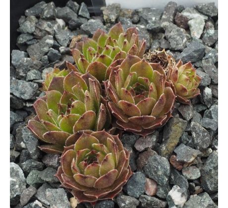 Sempervivum PAPUCCHINI